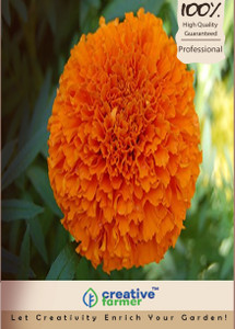 Creative Farmer Flower Seeds Marigold Super Perfection Giant Orange Kitchen Garden Pack Seed