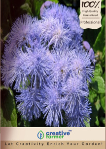 Creative Farmer Flower Seeds Pussy Foot Kitchen Garden Pack Seed