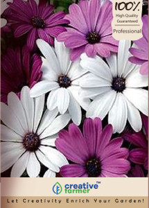 Creative Farmer Daisy White Mixed Kitchen Garden Pack By Seed