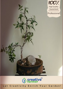 Creative Farmer Bonsai Plant Wrightia Outdoor Bonsai Bonsai Tree Seeds Indoor Plants Seed Best Price In India Creative Farmer Bonsai Plant Wrightia Outdoor Bonsai Bonsai Tree Seeds Indoor Plants Seed Compare