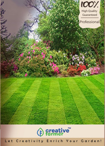 Creative Farmer Turf Lawn Grass Seeds- Dark Green Soft Grass Seeds - 2000 Seeds For Large Area Seed