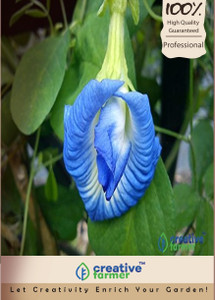 Creative Farmer Double Layered - Blue Butterfly Pea Seeds Clitoria Ternatea Quality Seeds For Sowing-20 seeds Seed
