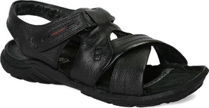 Red chief 231 new arrivals