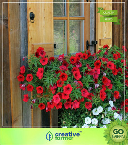 Creative Farmer Flower Seeds : Red Colour Petunia Seeds Floral Mix Flower Seeds For Home Garden - Garden Flower Seeds Pack Seed
