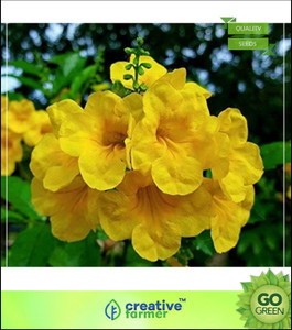 Creative Farmer Ornamental Tree Plants Ginger-Thomas Yellow Flower Creeper Flower Plant Seeds For Boundary Flowering Plant Seeds Garden Pack Seed