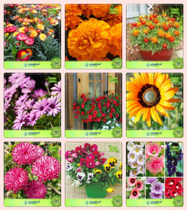 Creative Farmer Flower Seeds : Plants With Pots Air Purifying Combo Helichrysam-Dwarf , Marigold- Orange , Marigold-Nana Bonita , Osteopermum, Petunia-Scarlet, Venidium-Orange, Aster- Ducess, Pansy, Hollyhock Garden Flower Seeds Seed