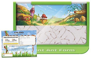 Largest Ant Farm