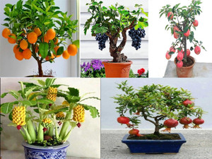Vamsha Nature Care Live Dwarf Orange Plant Tangerine Santra Plant Plant Best Price In India Vamsha Nature Care Live Dwarf Orange Plant Tangerine Santra Plant Plant Compare Price List From Vamsha