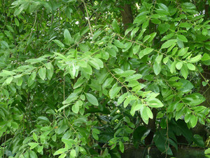 White sandalwood deals tree price