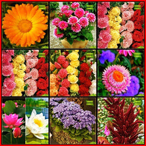Summer shop flower seed