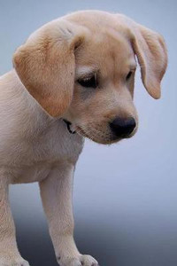 Lebra dog puppy white hot sale price