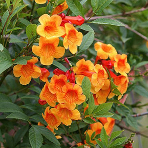 Tecoma plant shop