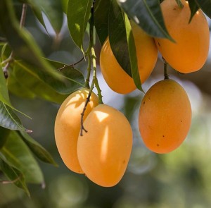 Platone Mango Plant
