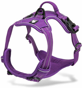 Chai's top choice harness
