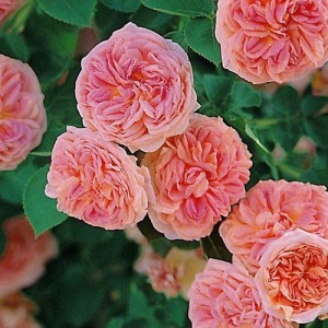 Buy Rose (Pink) - Plant online from Nurserylive at lowest price.