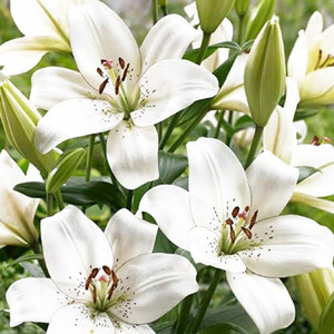 Lilium flower on sale