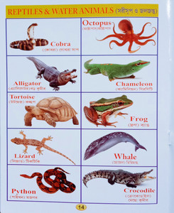 Reptiles And Water Animals Word Book For The Beginners Kid s Buy