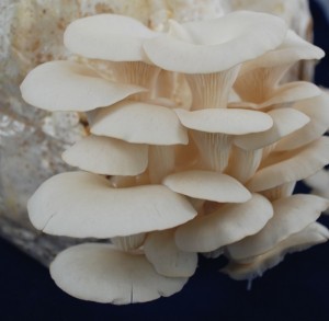 HomegrownBackyard Oyster Mushroom Cultivation  Under the Solano Sun  ANR  Blogs