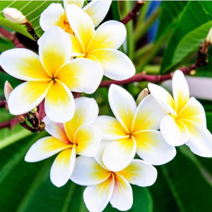 Blue plumeria best sale