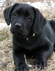 Labrador best sale dog price