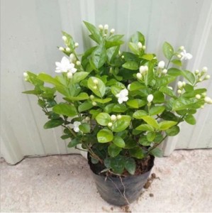 Buy Cloud Farm Arabian Jasmine Double Petal Live Flower Plant CF[609601331]  Online at Best Prices in India - JioMart.