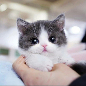Buy cute cat online
