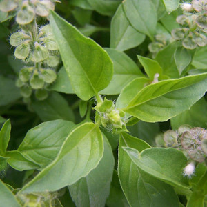 Marwa plant outlet