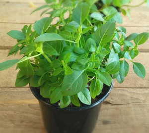11+ Buy Basil Plant