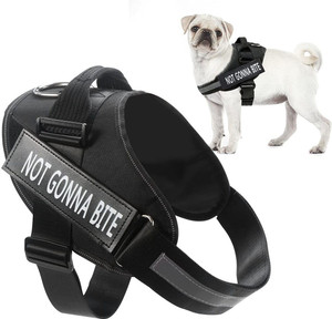 Pug body belt 2025