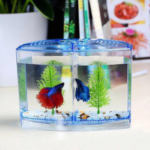 Fighter fish sale tank price