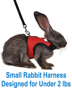 Dwarf rabbit harness sales
