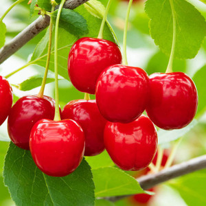 Earth Plant Farm Cherry Fruit Plant Price in India - Buy Earth Plant Farm  Cherry Fruit Plant online at Flipkart.com