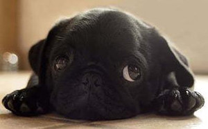 Pug dog small shop puppy