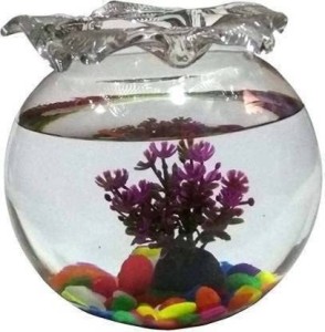 Virya Clear Glass Aquarium with Jhallar Round Neck --10inches Round Ends Aquarium Tank