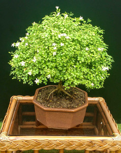 ukandagarden Murraya Paniculata Plant Price in India Buy