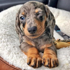 Multi colored deals weiner dog