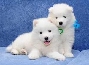 Samoyed with baby shop