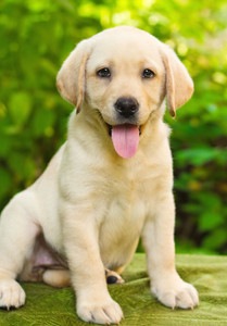 Small labrador dog clearance