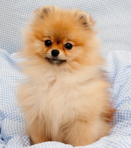 Pomeranian puppy shop orange