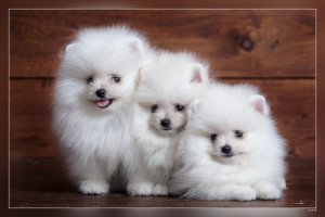 White puppy discount fluffy