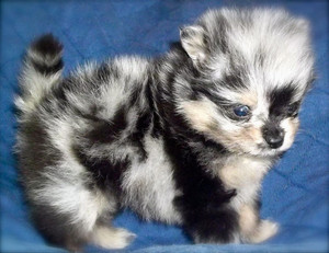 Aussie pom dog for sale on sale