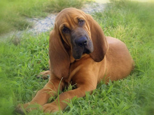Cute bloodhound sales