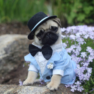 Dog dress flipkart discount