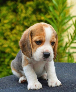 Beagle top dog small