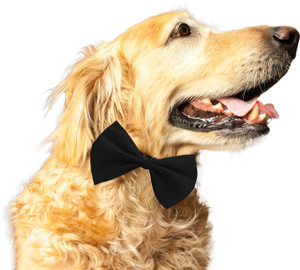 Extra large sale dog bow tie