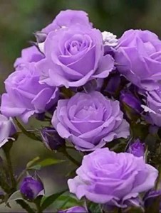 violet colour roses