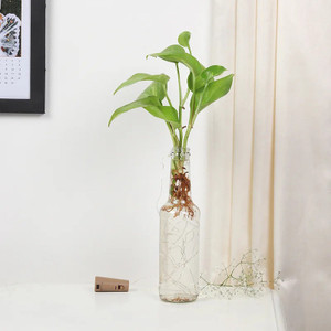 Money plant in bottle discount