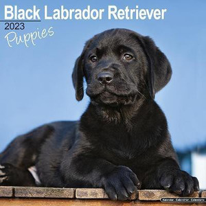 Labrador dog price in flipkart discount