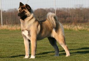 Poster American Akita Dog Poster Large Poster sl1412 36x24 Inches
