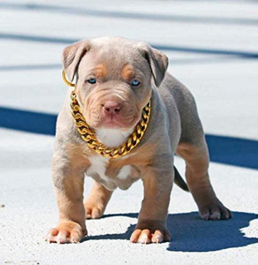 Gold plated dog chain deals collar